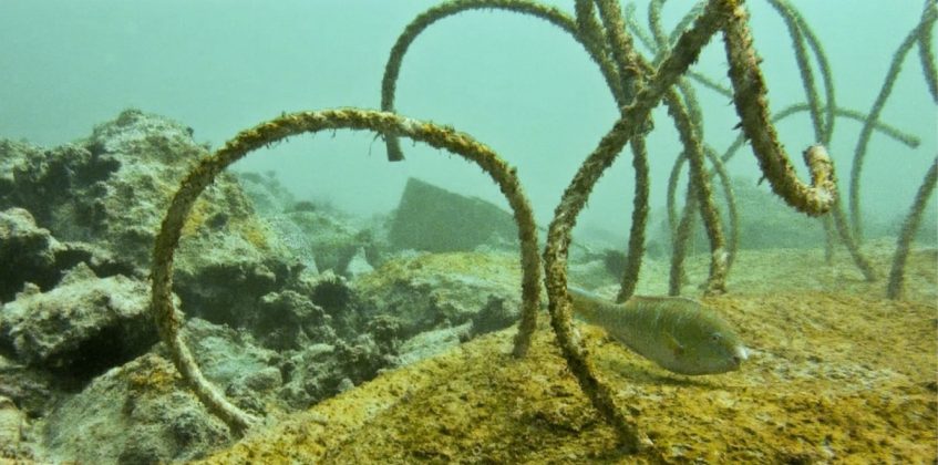 Monitoring update: Artificial reef trials