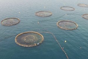 How aquaculture increases demand for sustainable solutions