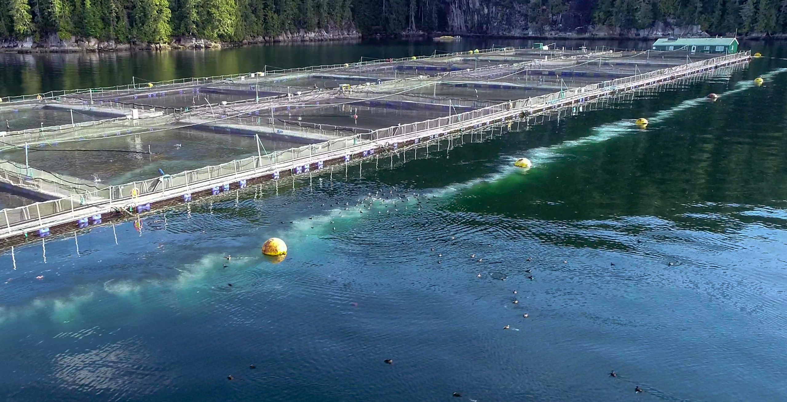 How aquaculture increases demand for sustainable solutions