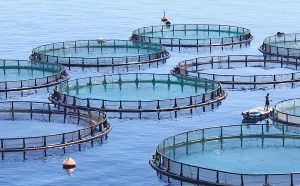 How aquaculture increases demand for sustainable solutions