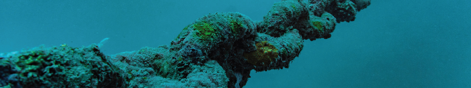 World Biodiversity Day: Reflections on Sustainable Mooring