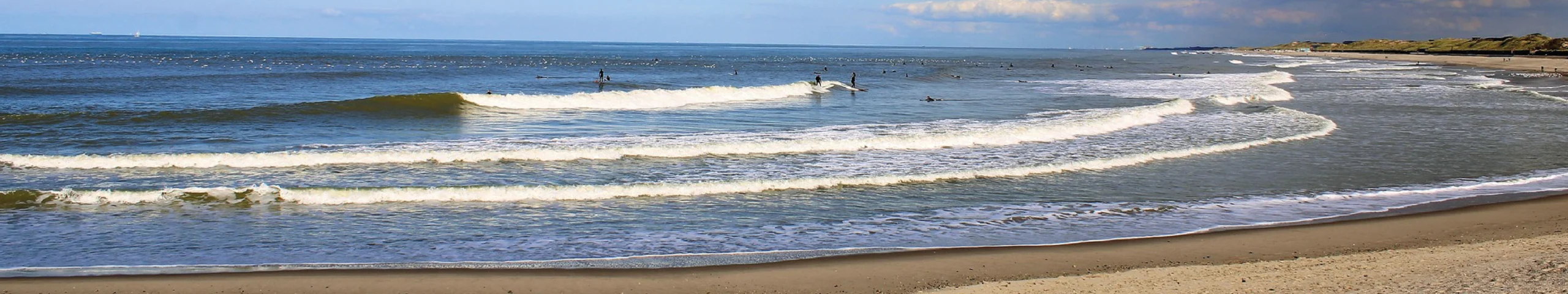 Toxic pietermannen surge at north sea beaches in Europe