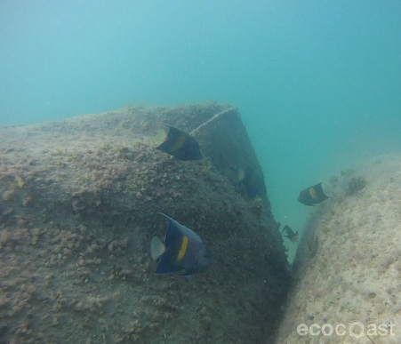Artificial reef from coastal protection containers