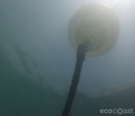 Ecomoor - Sustainable Mooring Solution