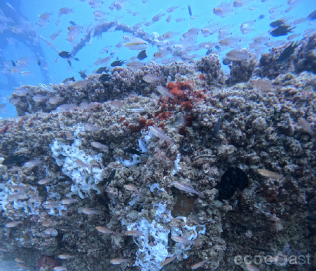 Ecoreef - Sustainable Mooring for Safe Navigation