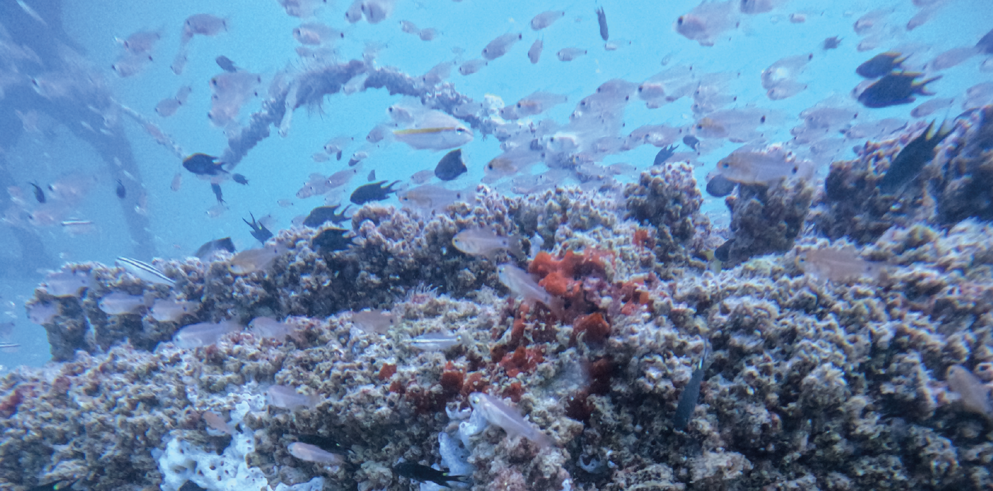 Safe navigation meets reef creation with eco-friendly mooring system