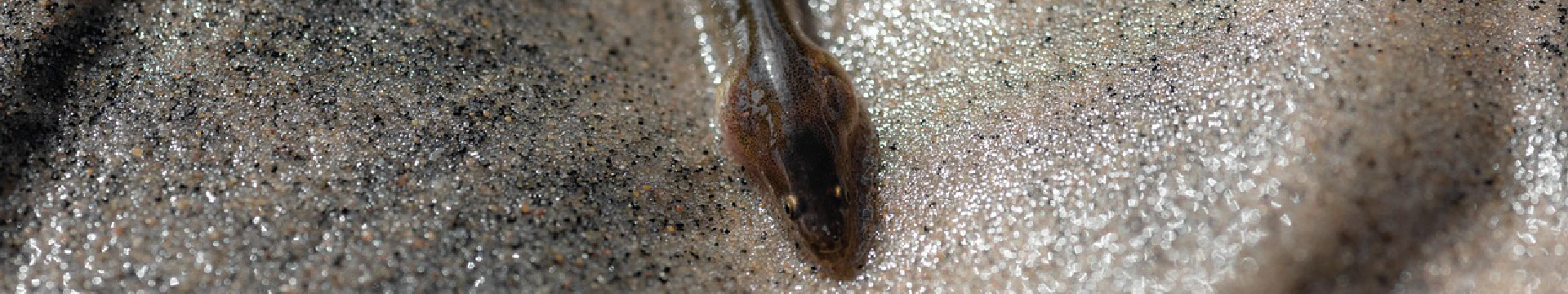 River protection solutions