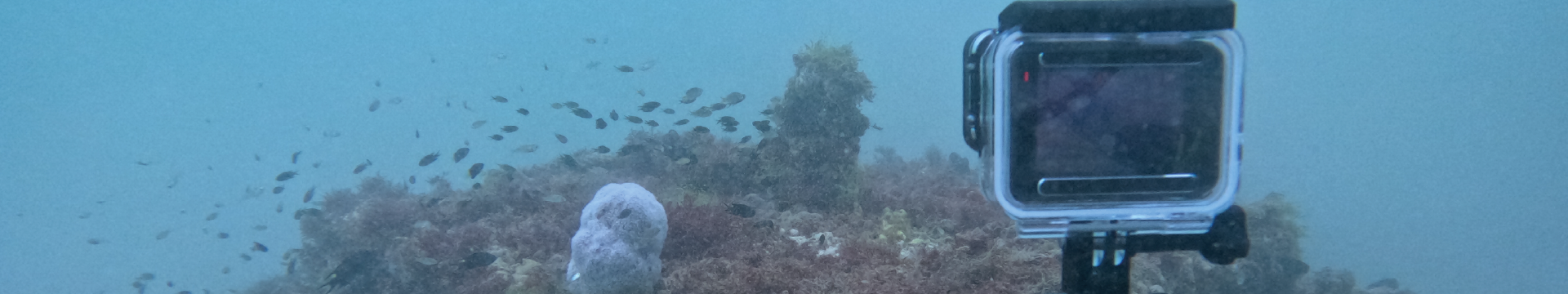Ecoreef launch dive on World Oceans Day, June 8