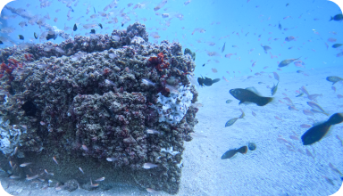 Ecoreef