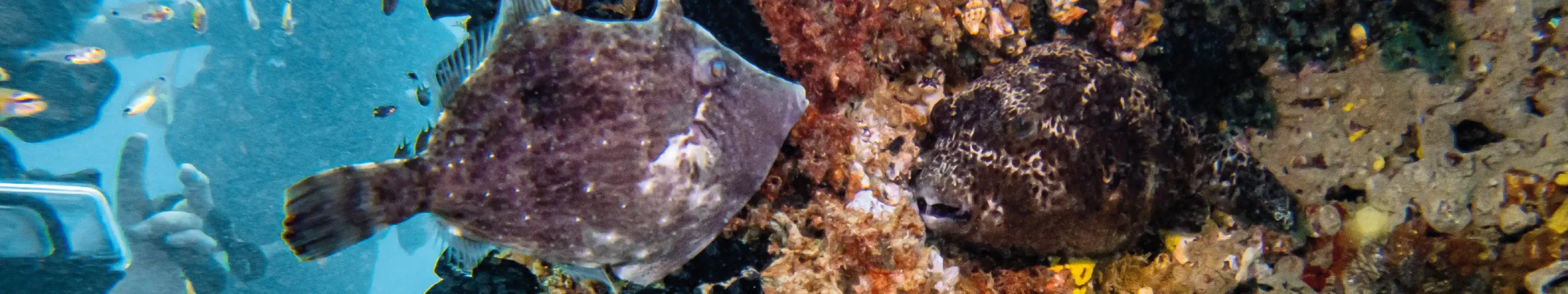 Juvenile fish on Ecoreef