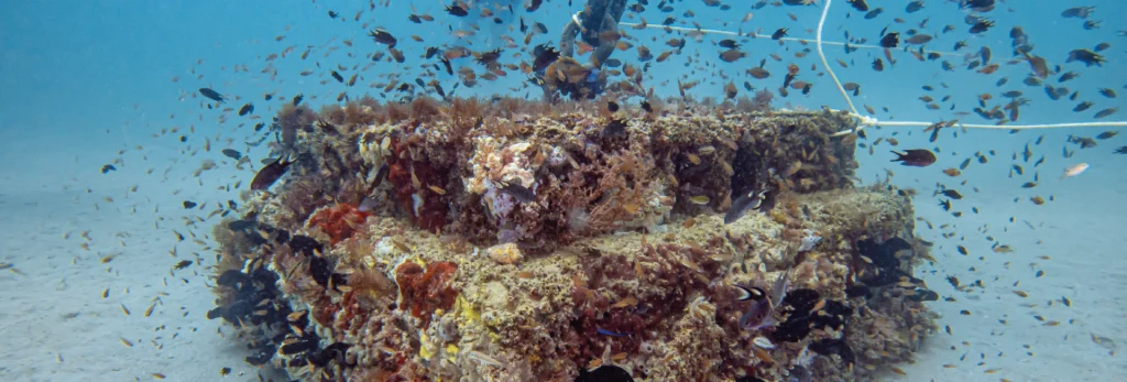 Eco-Engineered Mooring Reefs in Fujairah